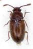 Henoticus pilifer
